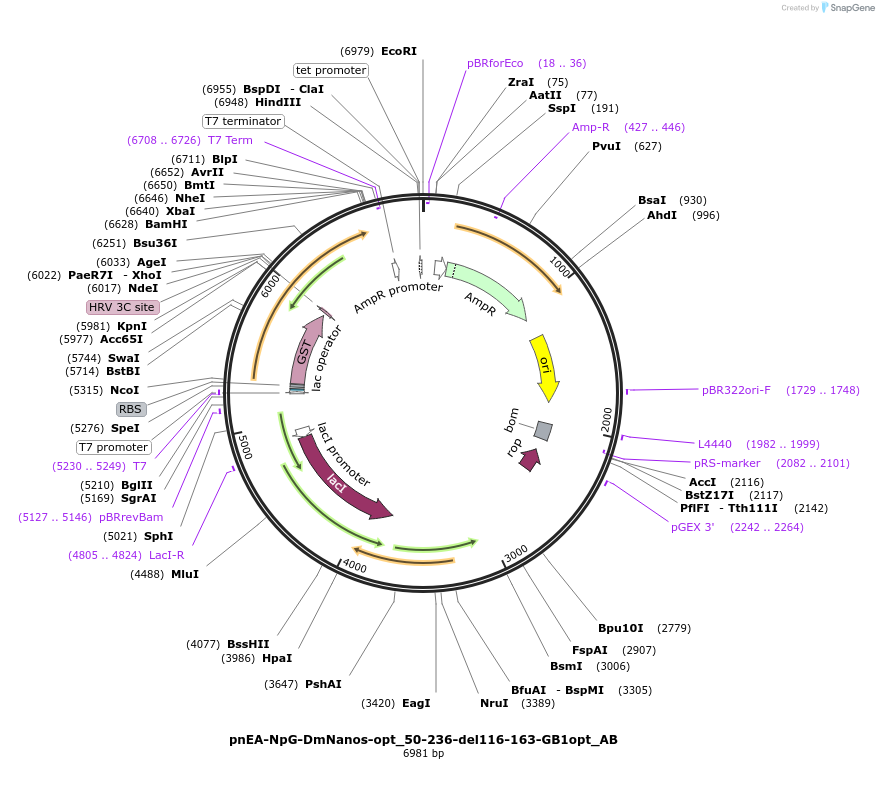 148330-plasmid-map-sequence-id-290778