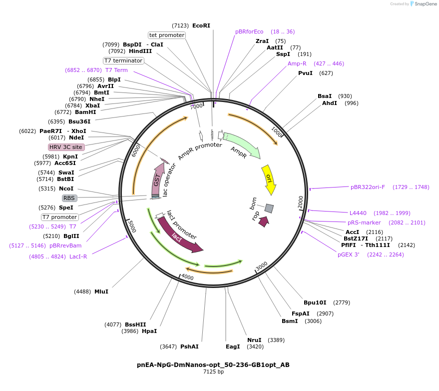 148331-plasmid-map-sequence-id-290779