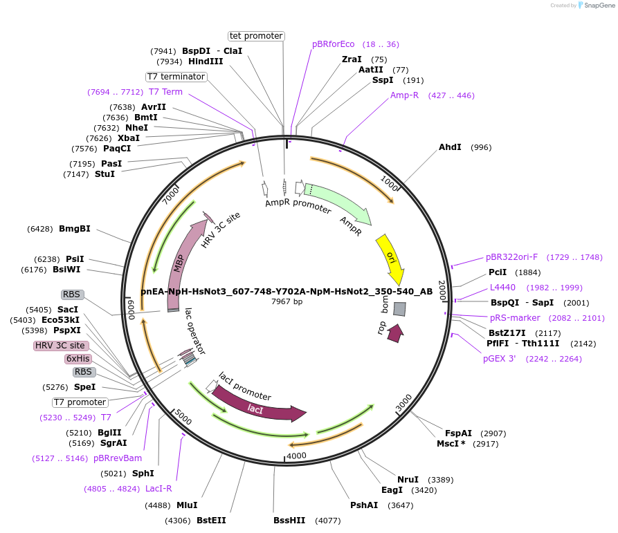 148334-plasmid-map-sequence-id-290782