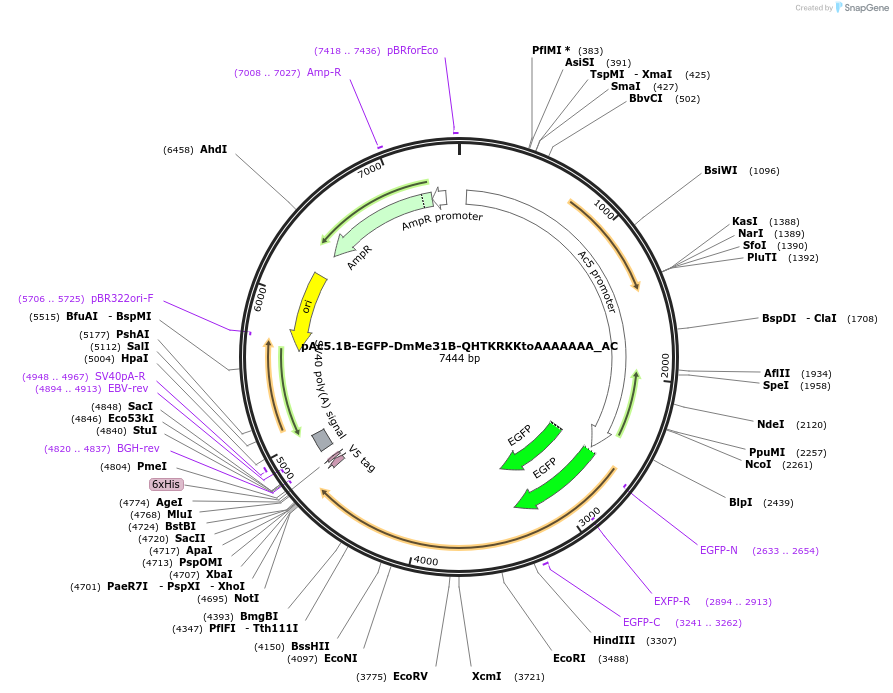 148386-plasmid-map-sequence-id-290834