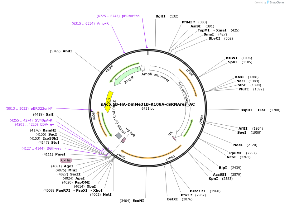 148389-plasmid-map-sequence-id-290837