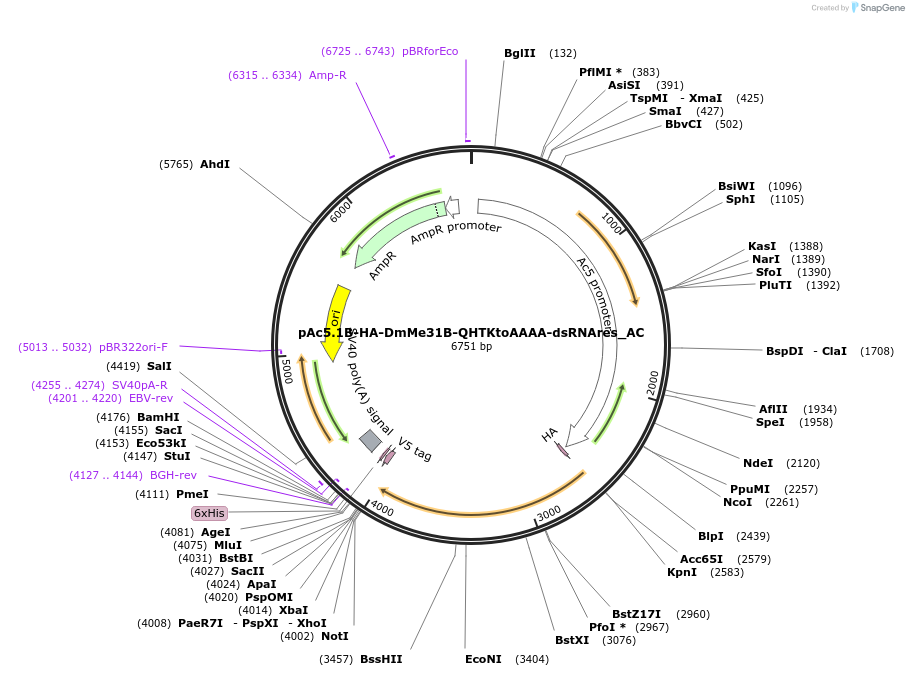 148391-plasmid-map-sequence-id-290839