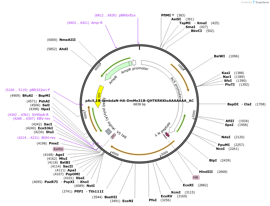 148396-plasmid-map-sequence-id-290844