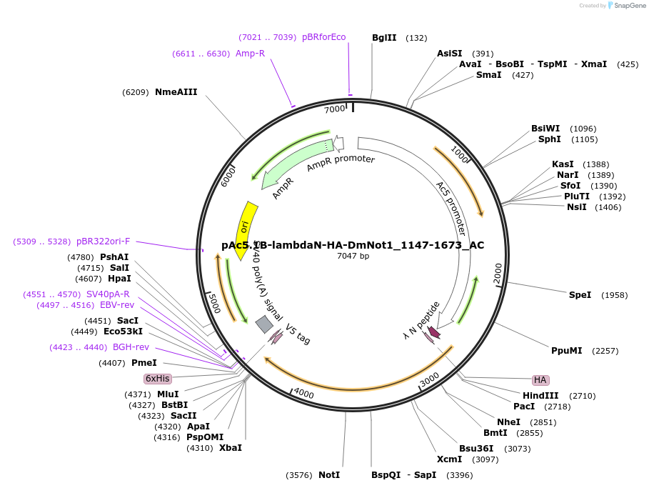 148398-plasmid-map-sequence-id-290846