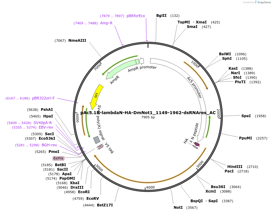 148399-plasmid-map-sequence-id-290847