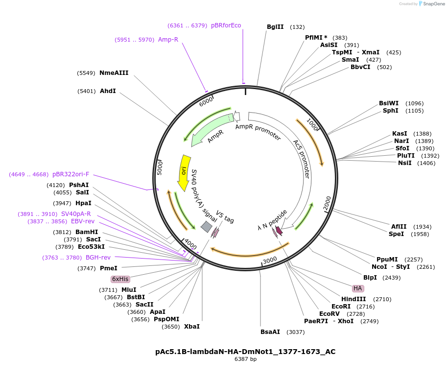 148400-plasmid-map-sequence-id-290848