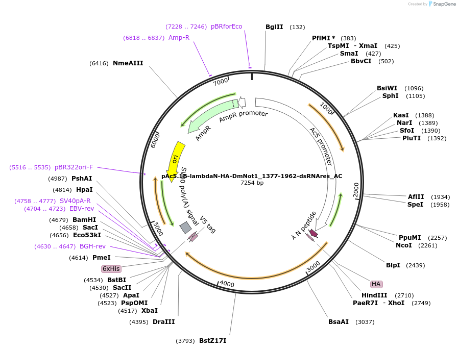 148401-plasmid-map-sequence-id-290849