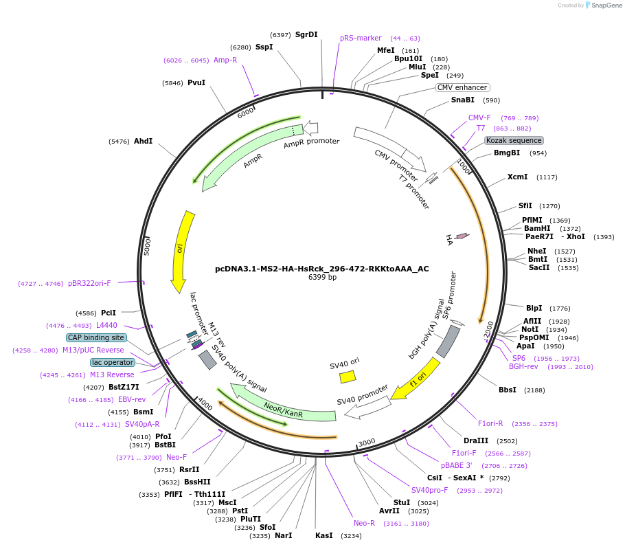 148422-plasmid-map-sequence-id-290870