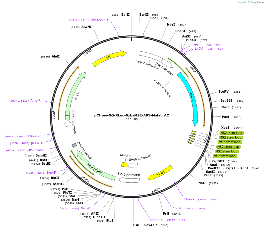 148426-plasmid-map-sequence-id-290874