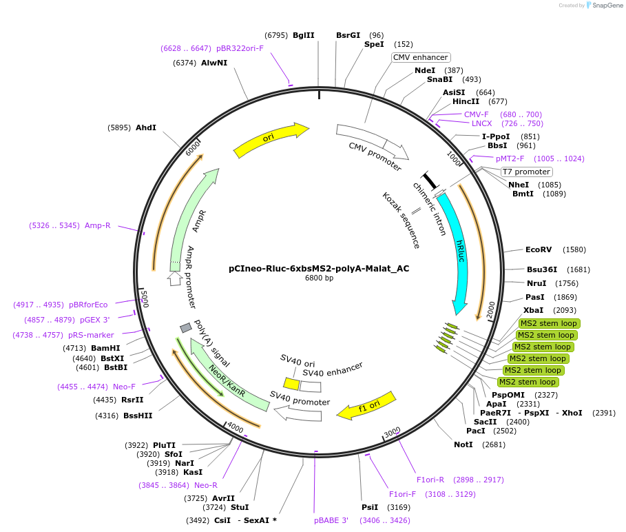 148430-plasmid-map-sequence-id-290878