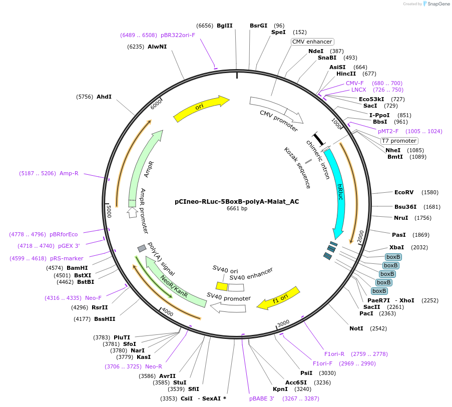 148432-plasmid-map-sequence-id-290880
