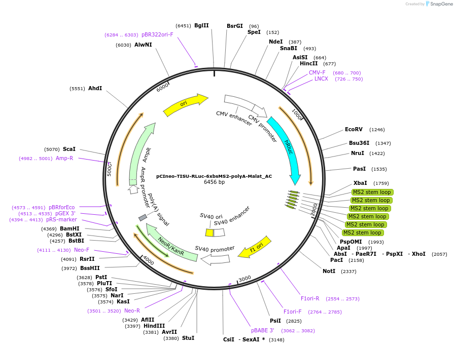 148436-plasmid-map-sequence-id-290884