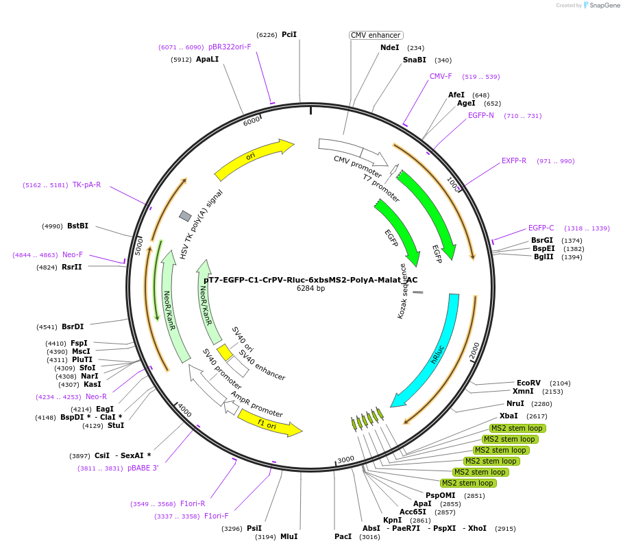 148446-plasmid-map-sequence-id-290894