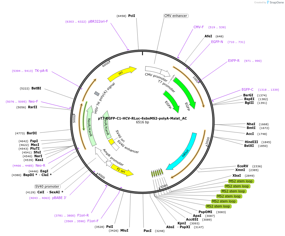 148448-plasmid-map-sequence-id-290896