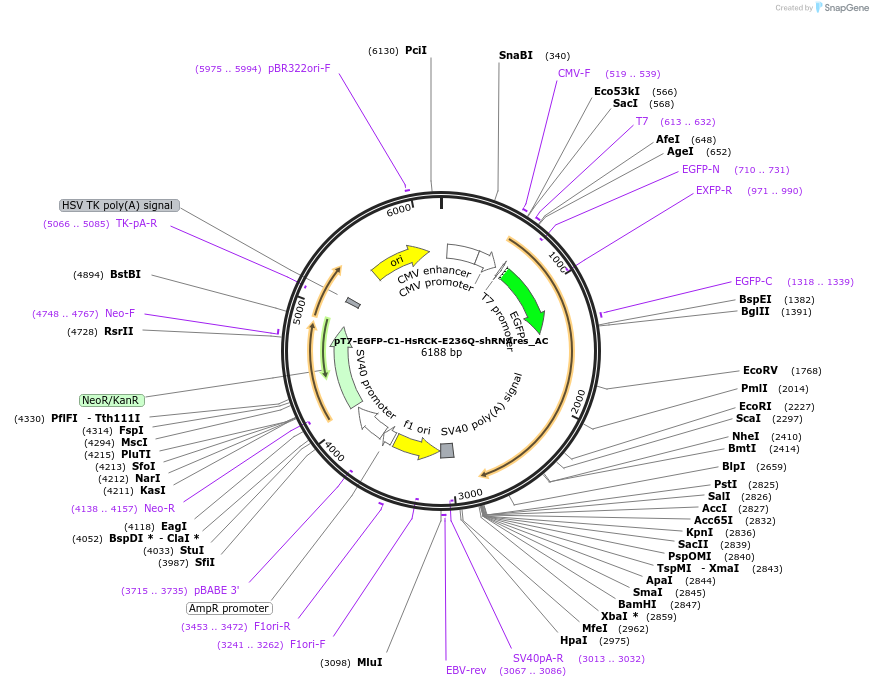 148450-plasmid-map-sequence-id-290898