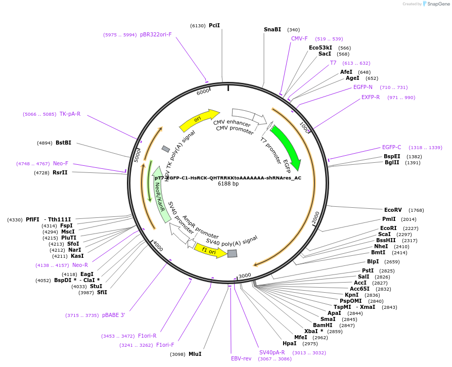 148452-plasmid-map-sequence-id-290900