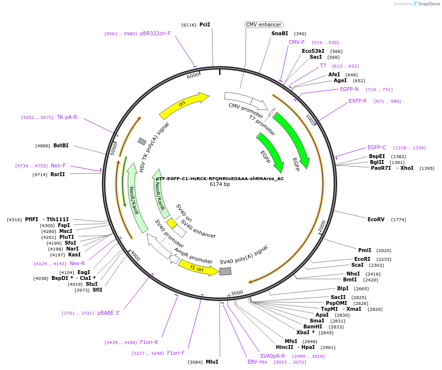 148454-plasmid-map-sequence-id-290902