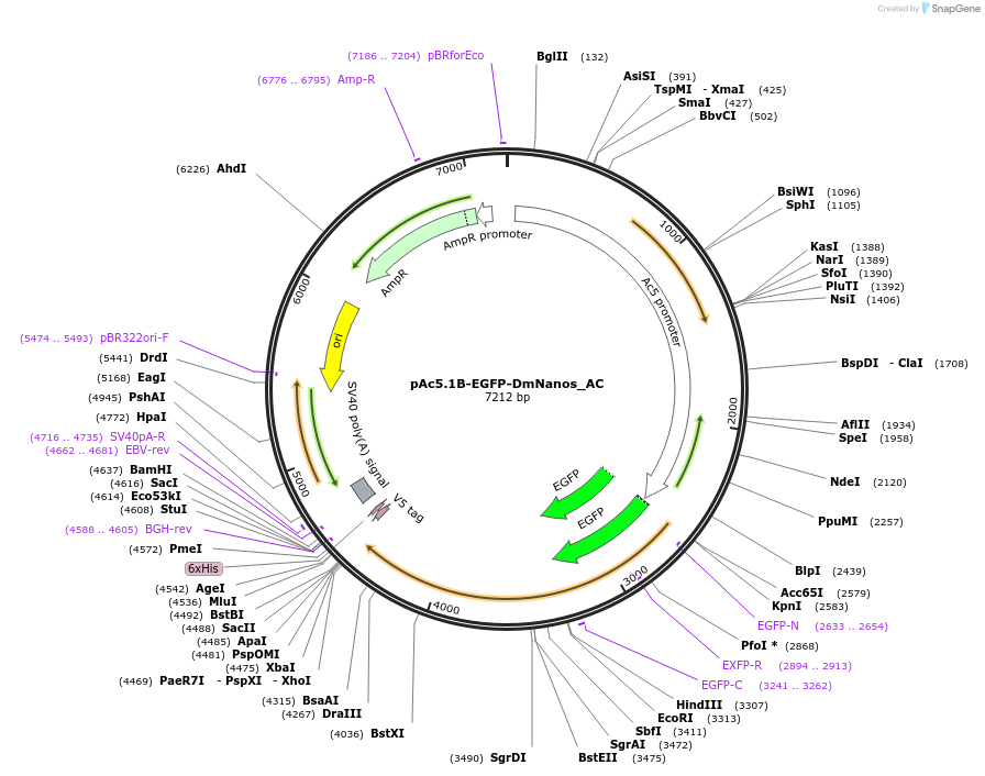 148455-plasmid-map-sequence-id-290903