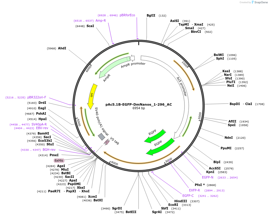 148456-plasmid-map-sequence-id-290904