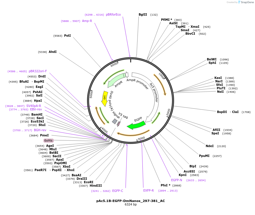148458-plasmid-map-sequence-id-290906