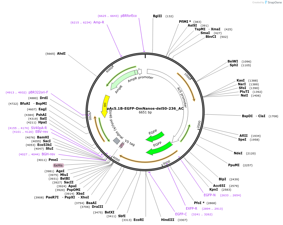 148459-plasmid-map-sequence-id-290907