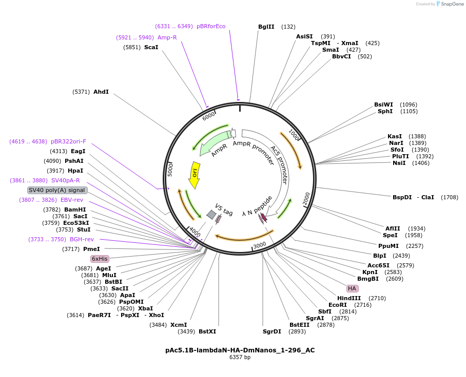 148461-plasmid-map-sequence-id-290909