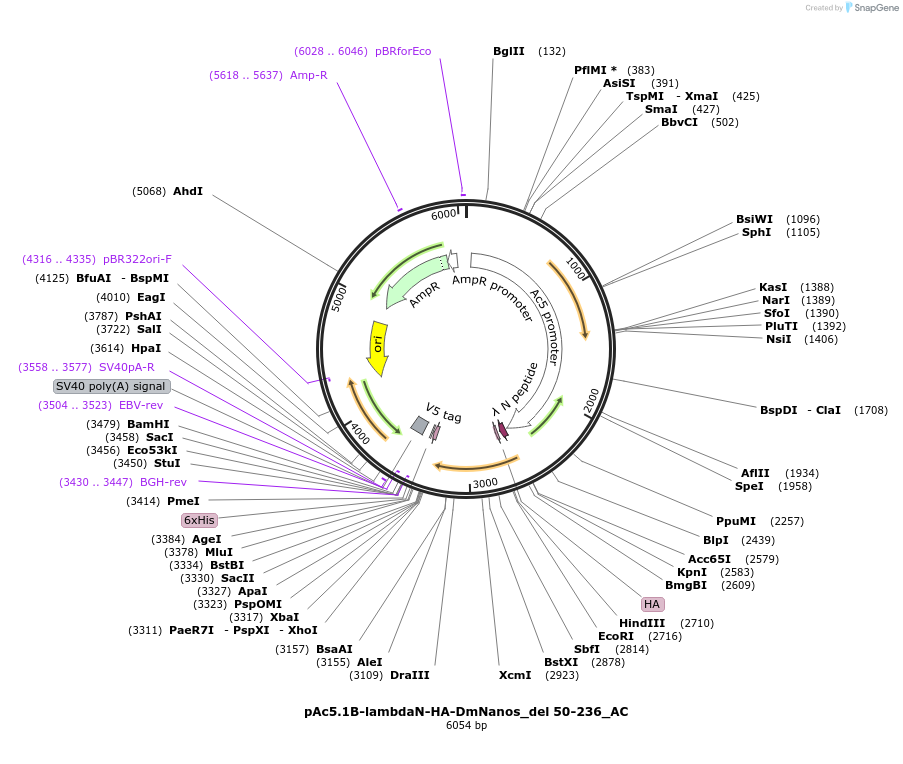 148462-plasmid-map-sequence-id-290910