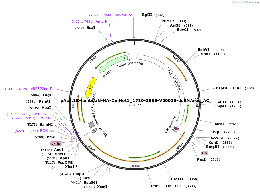 148463-plasmid-map-sequence-id-290911