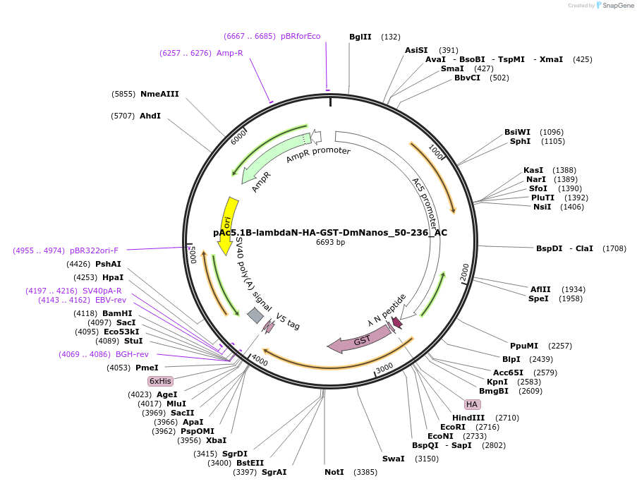 148465-plasmid-map-sequence-id-290913