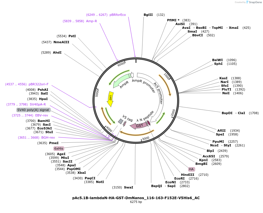 148467-plasmid-map-sequence-id-290915
