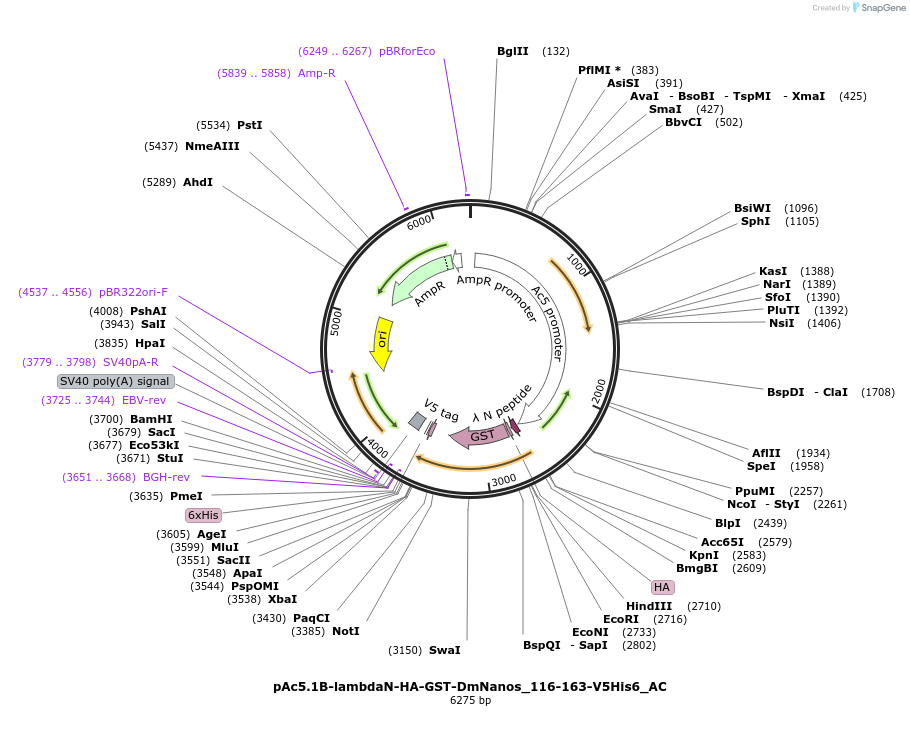 148469-plasmid-map-sequence-id-290917