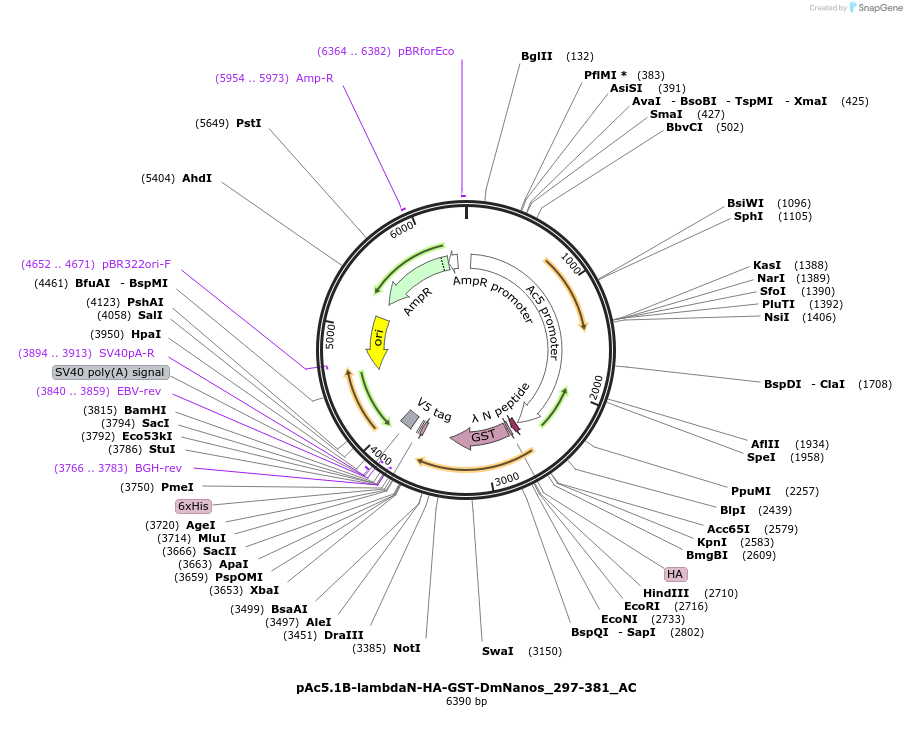148471-plasmid-map-sequence-id-290919