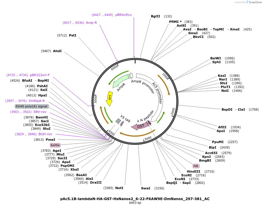 148473-plasmid-map-sequence-id-290921