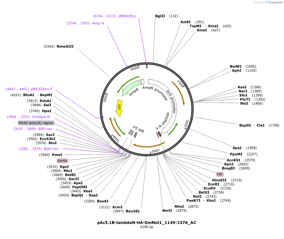 148475-plasmid-map-sequence-id-290923