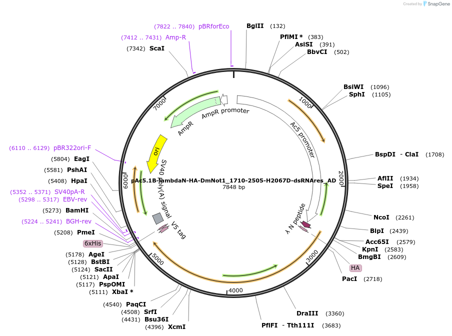 148500-plasmid-map-sequence-id-290948