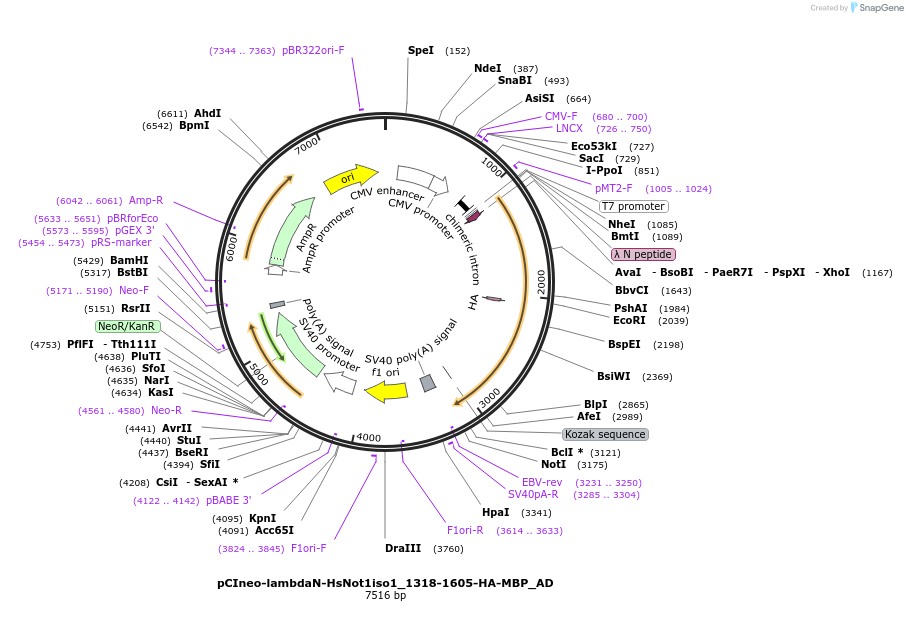 290951_map