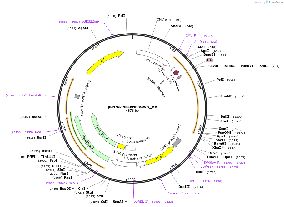 148551-plasmid-map-sequence-id-290999