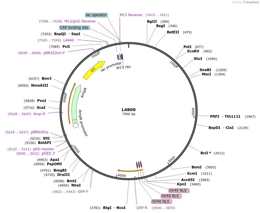 1681-plasmid-map-sequence-id-291