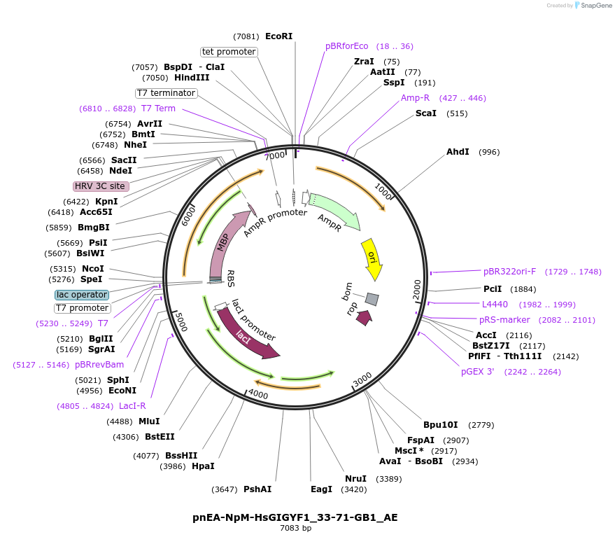 148554-plasmid-map-sequence-id-291002