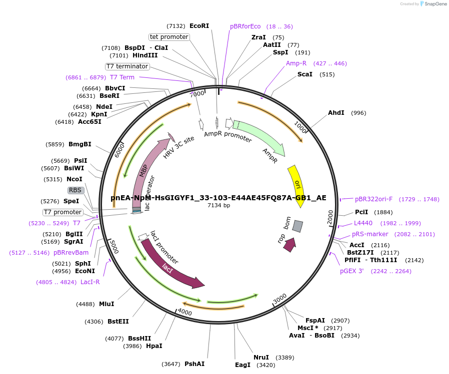 148556-plasmid-map-sequence-id-291004