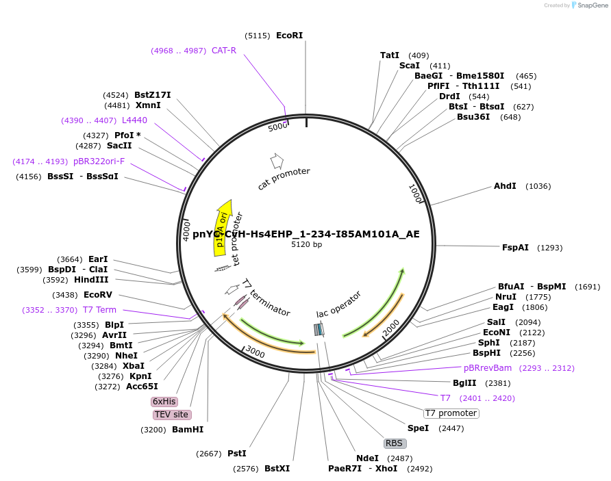 148562-plasmid-map-sequence-id-291010