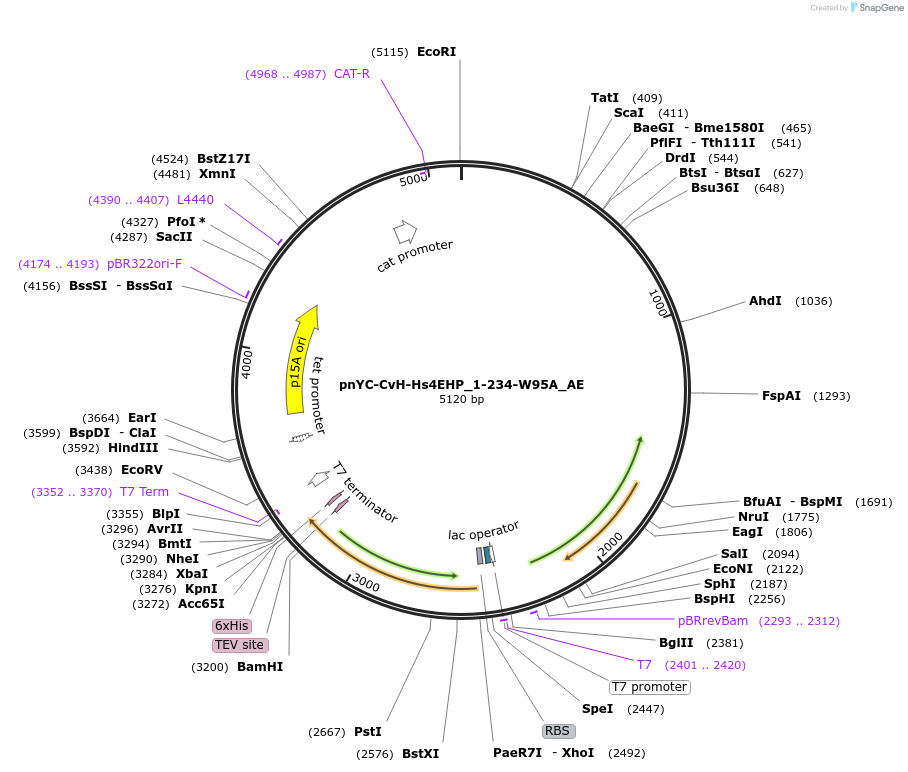 148563-plasmid-map-sequence-id-291011
