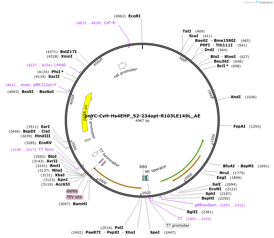 148565-plasmid-map-sequence-id-291013