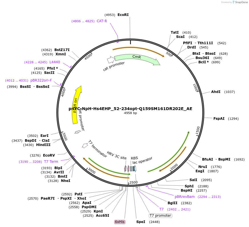 148567-plasmid-map-sequence-id-291015