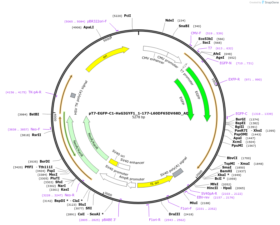 148572-plasmid-map-sequence-id-291020
