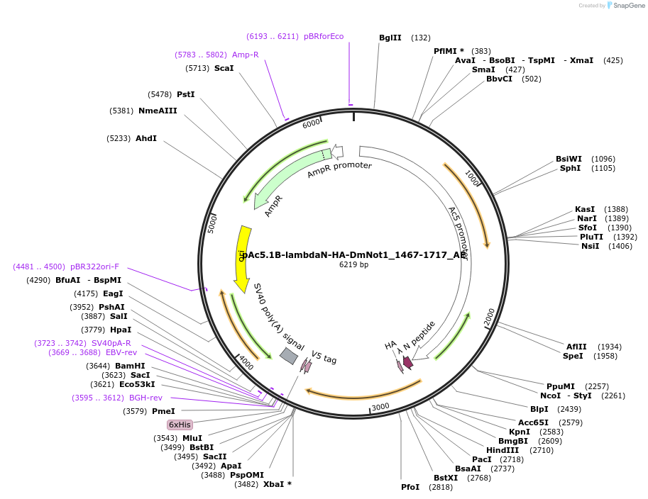 148598-plasmid-map-sequence-id-291046