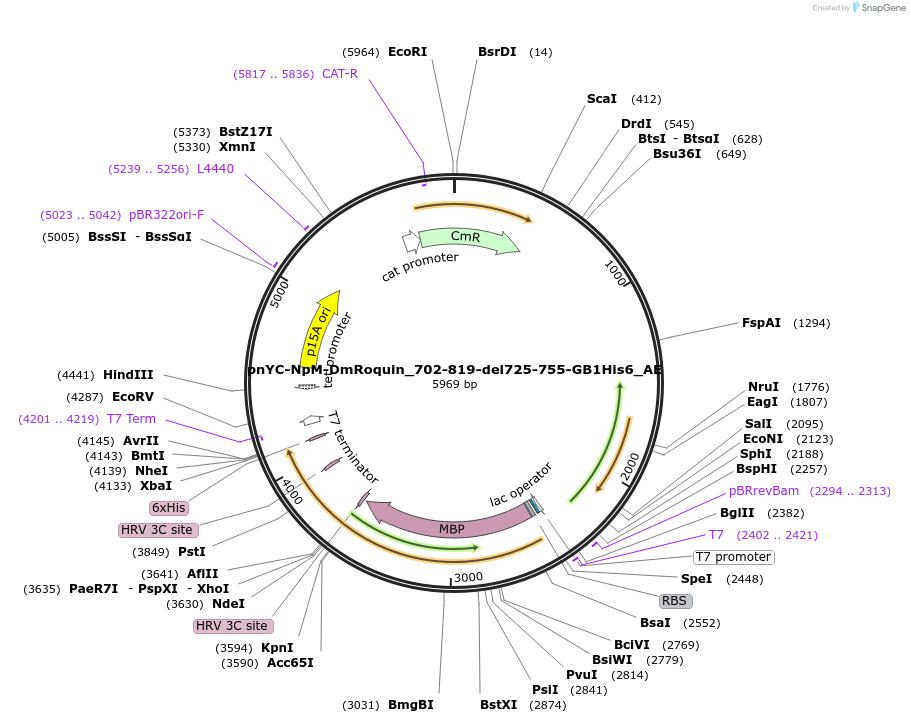 148622-plasmid-map-sequence-id-291070