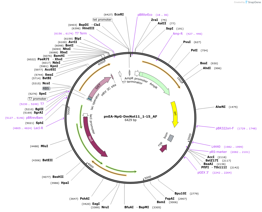 148647-plasmid-map-sequence-id-291095