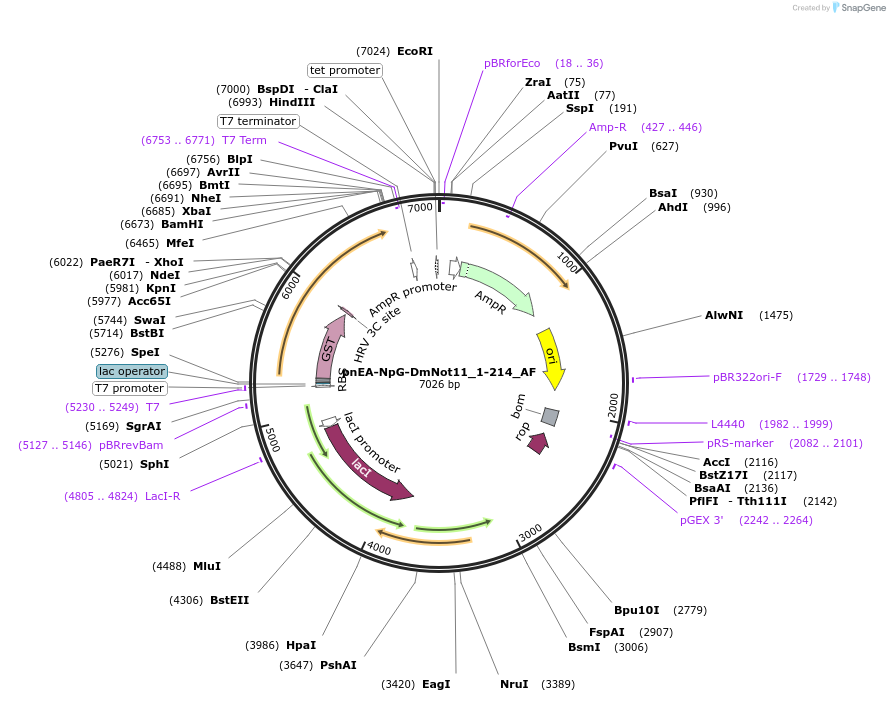148648-plasmid-map-sequence-id-291096