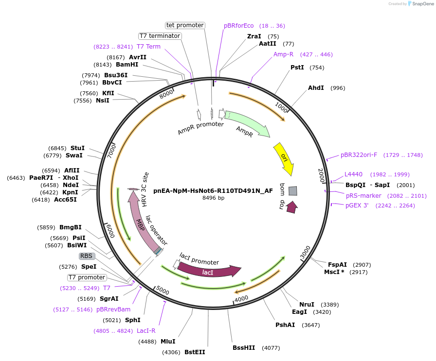 148667-plasmid-map-sequence-id-291115